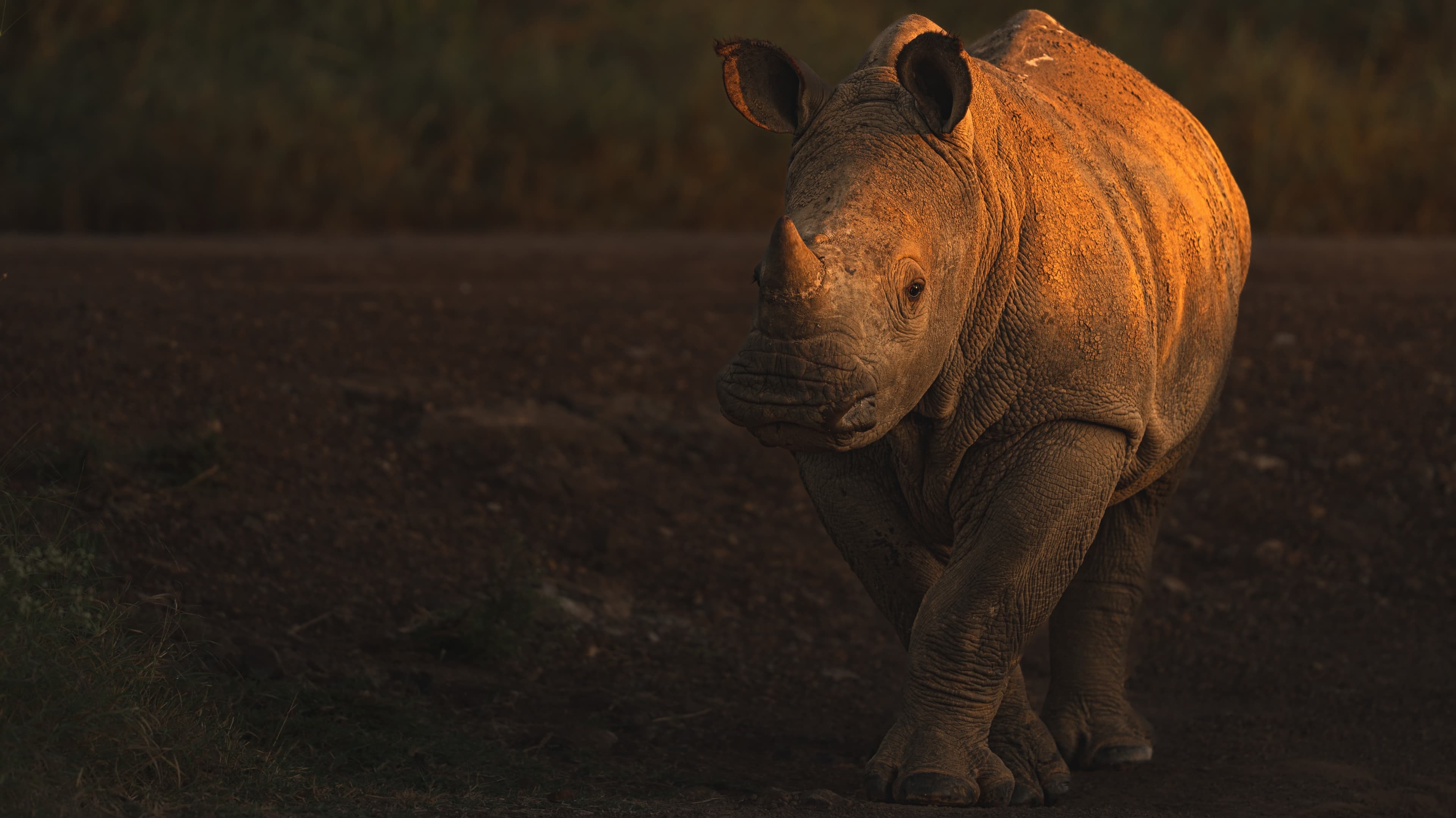 A white rhinoceros walking through low golden light with deep shadow behind it.