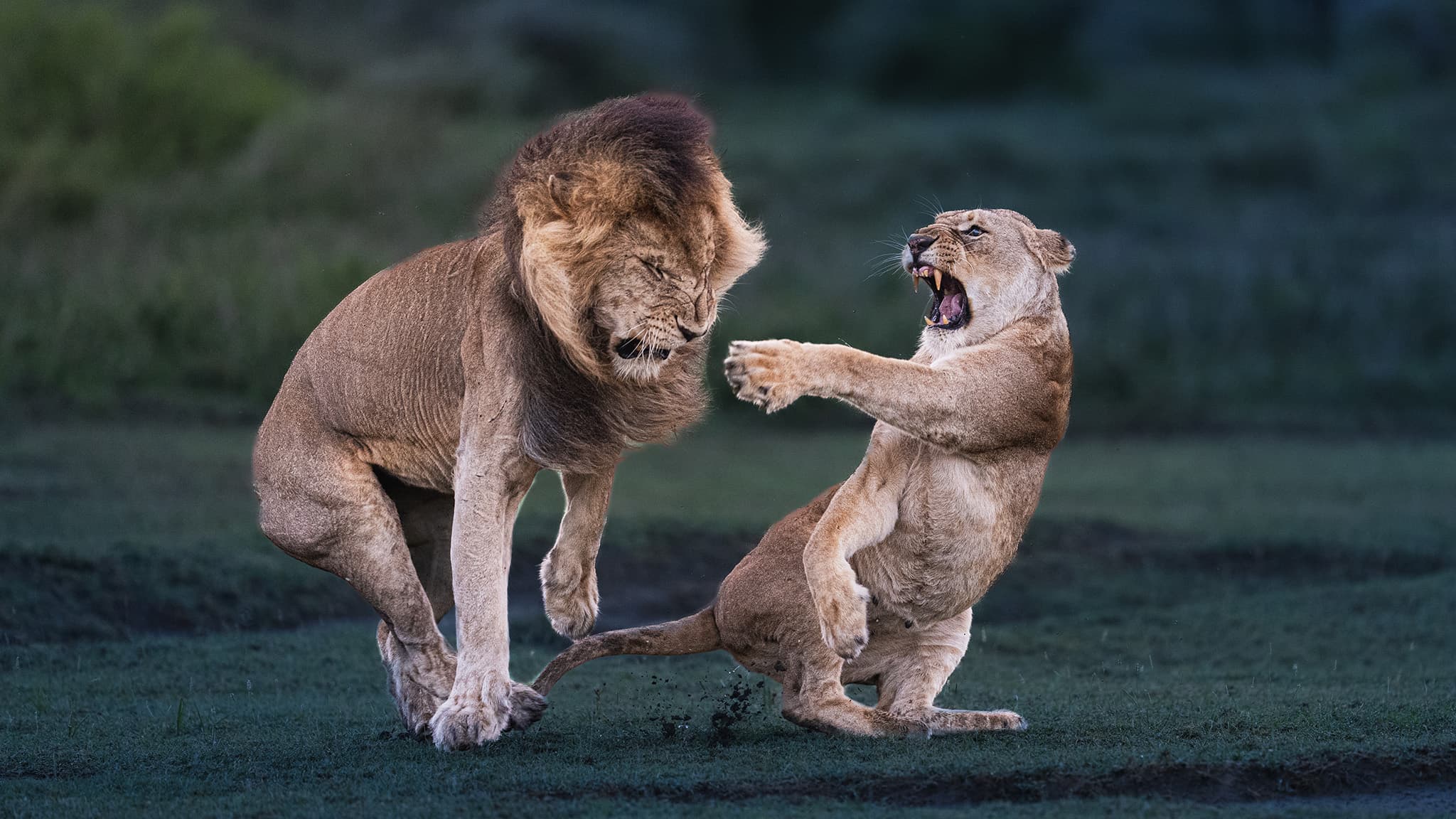 A male lion and lioness facing each other during a tense interaction.