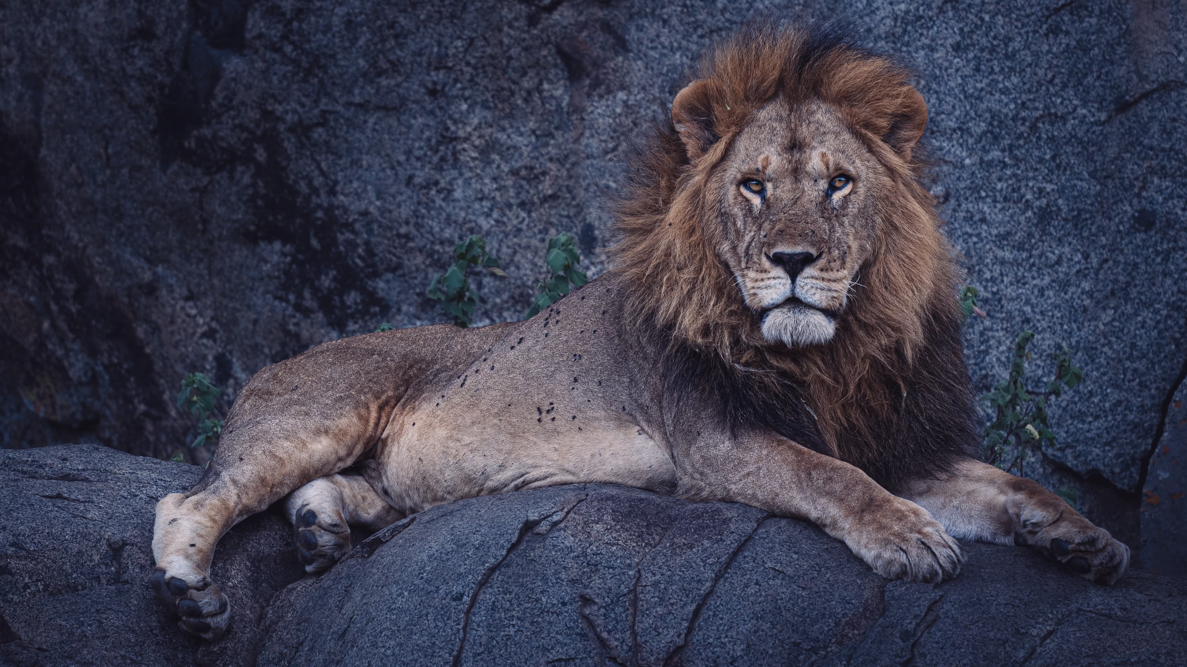 A male lion resting on a large rock and looking toward the camera.